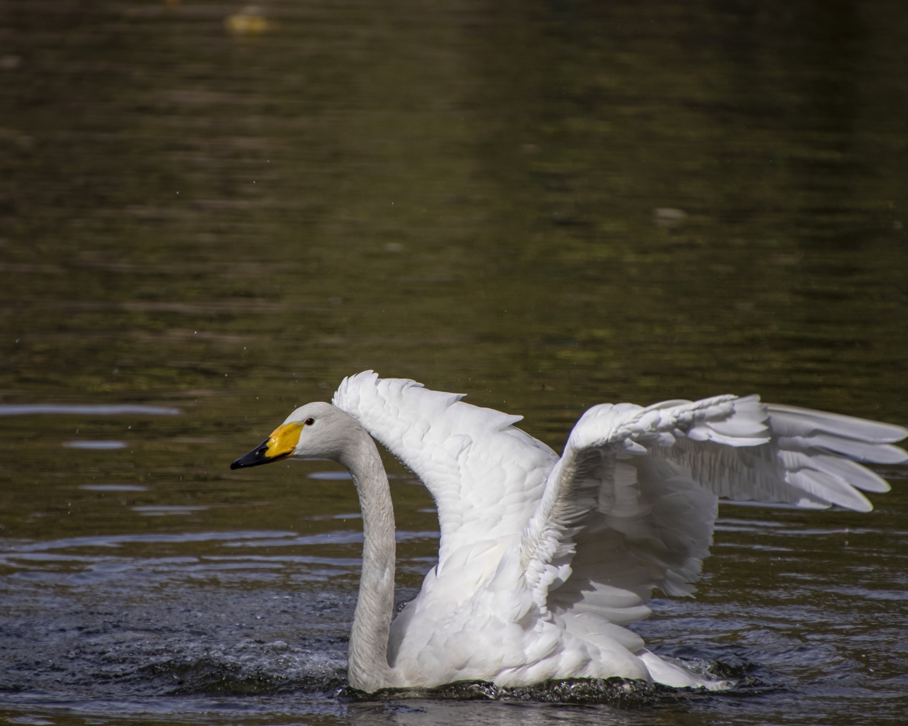 Красивый белый лебедь расправил крылья в воде 