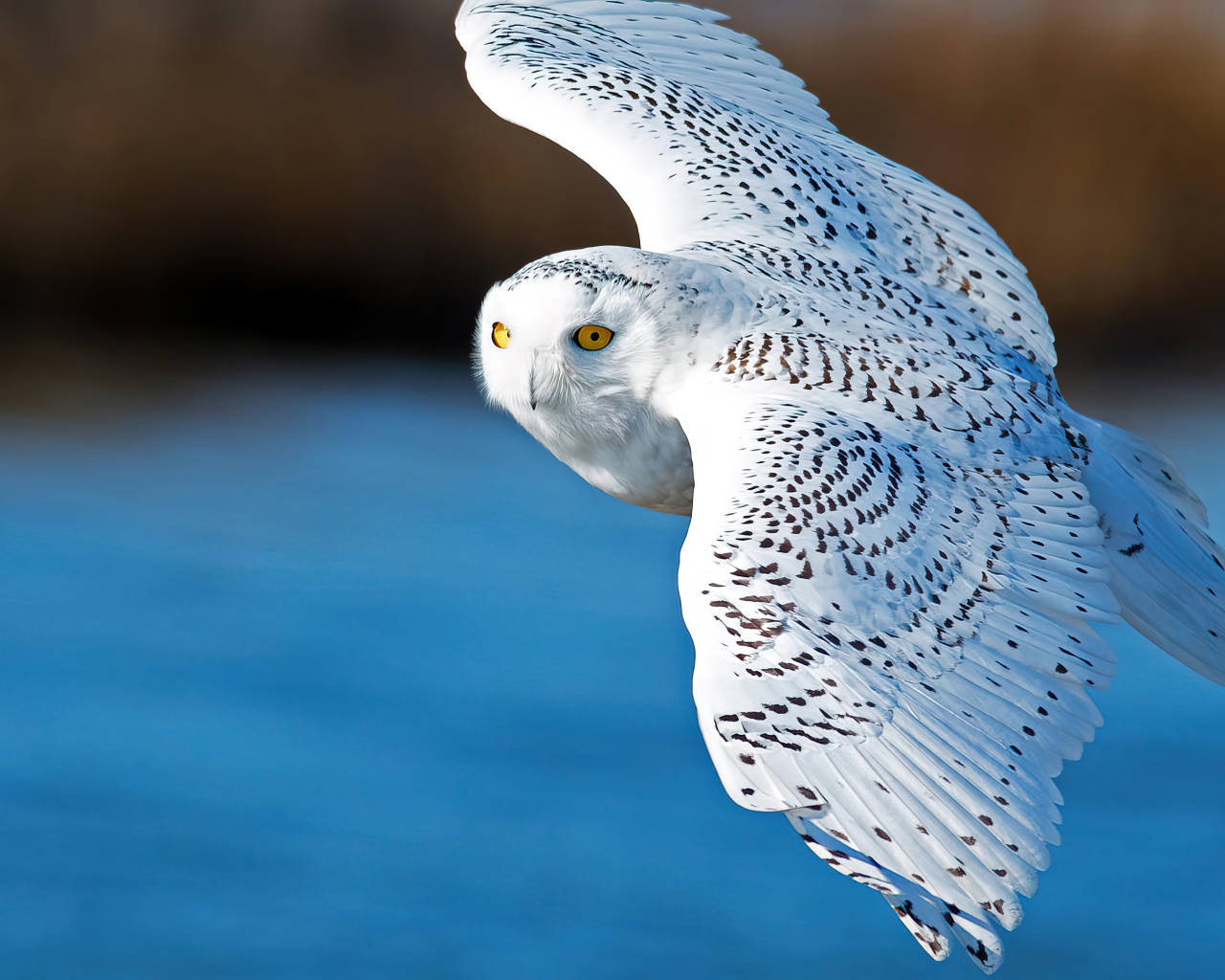 Большая белая сова летит в воздухе