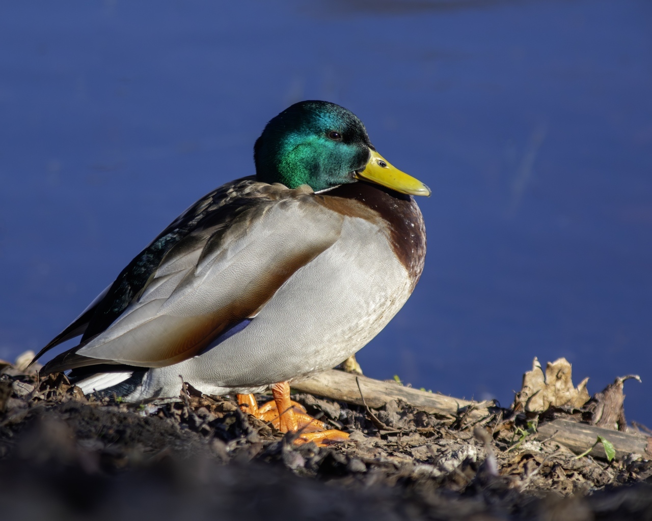 Селезень с зеленой головой у пруда