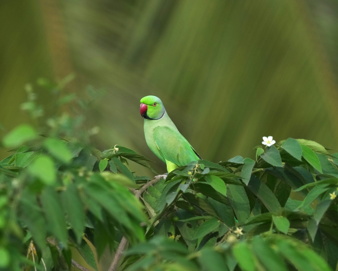 Зеленый Индийский кольчатый попугай в листьях