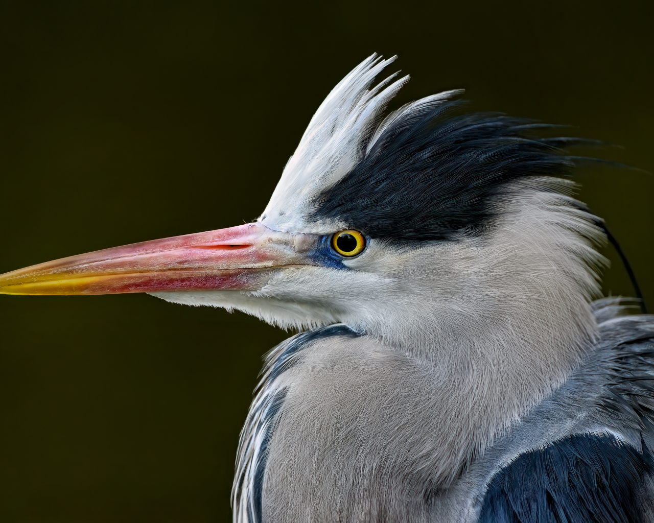 Серая цапля с острым красным клювом
