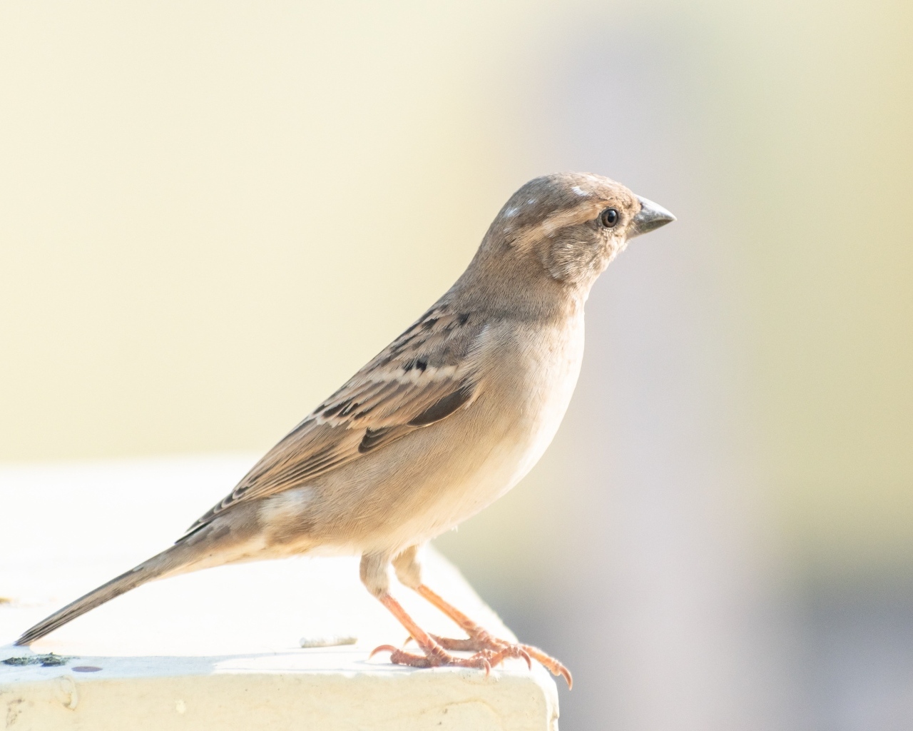 Маленький серый воробей крупным планом
