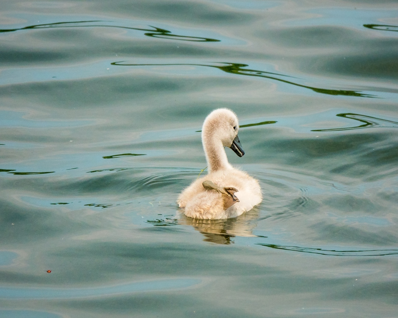 Маленький птенец лебедя в воде