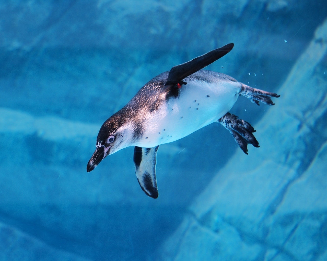 Пингвин плывет под водой