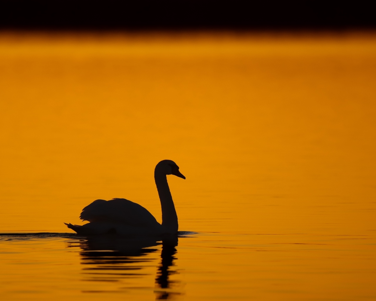 Силуэт лебедя в воде на закате