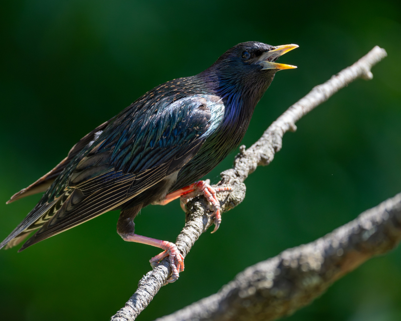 Скворец с открытым клювом на дереве 