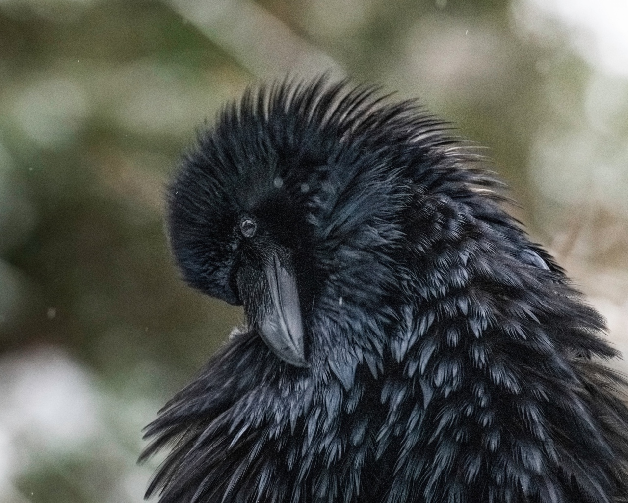 Большой черный ворон взъерошил перья