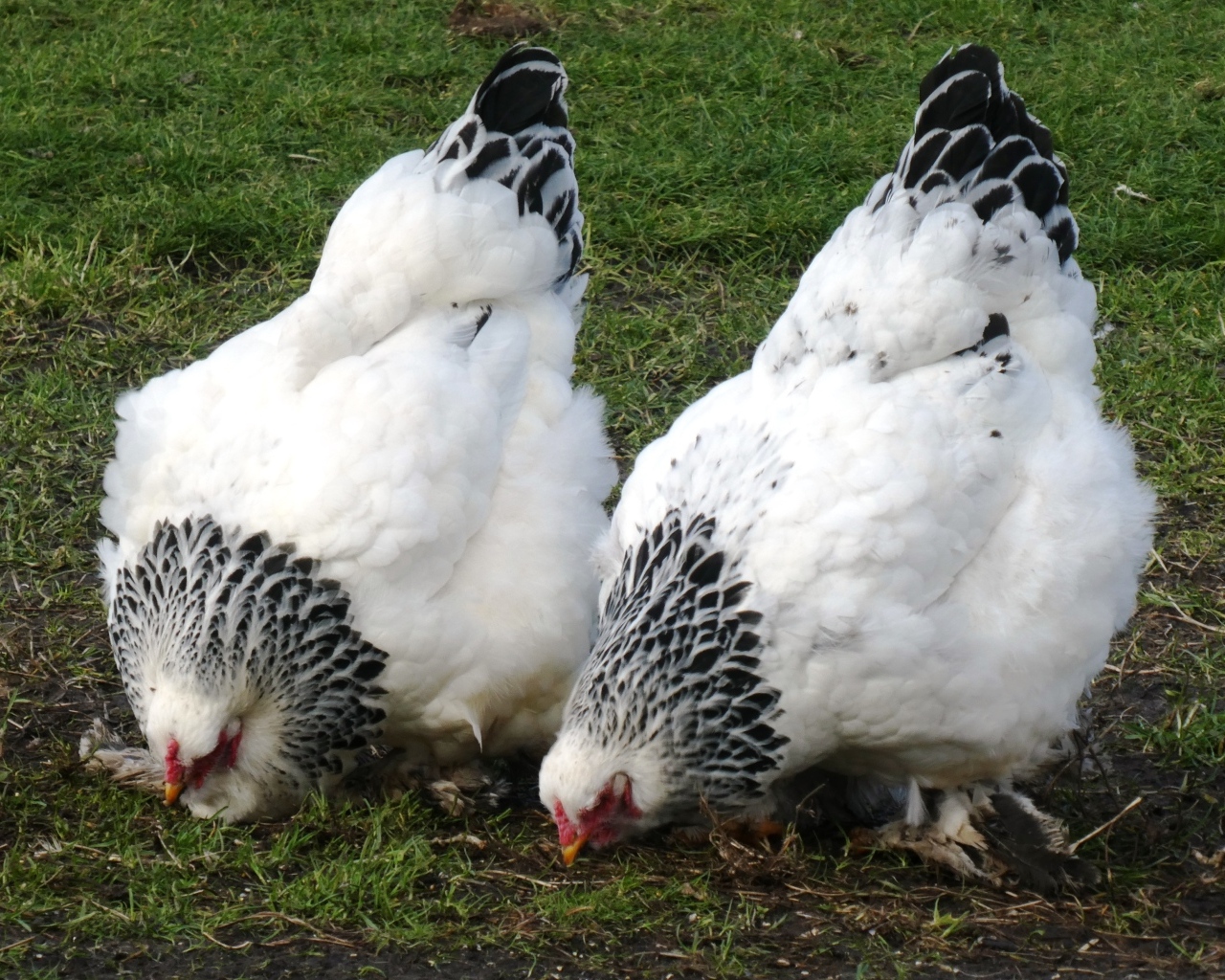 Две домашние курицы на зеленой траве
