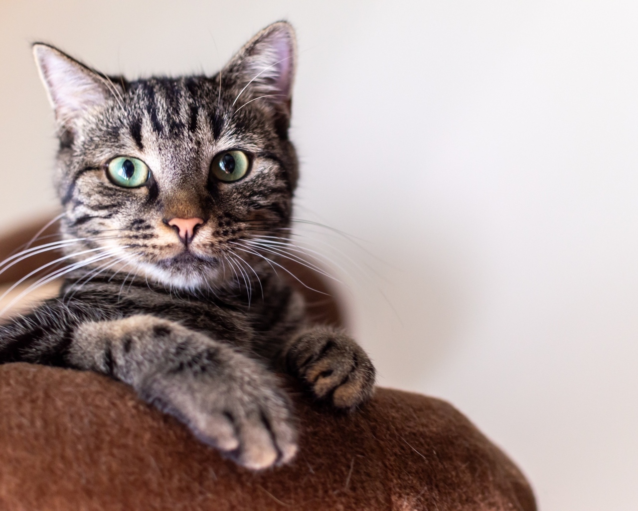 Большой серый зеленоглазый домашний кот 