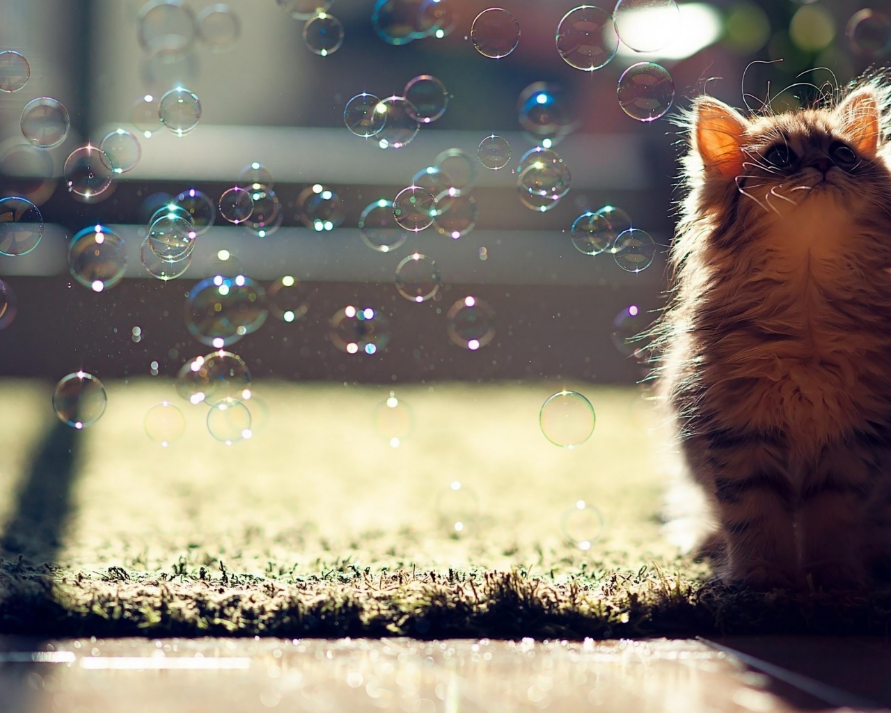 Маленький серый котенок с мыльными пузырями