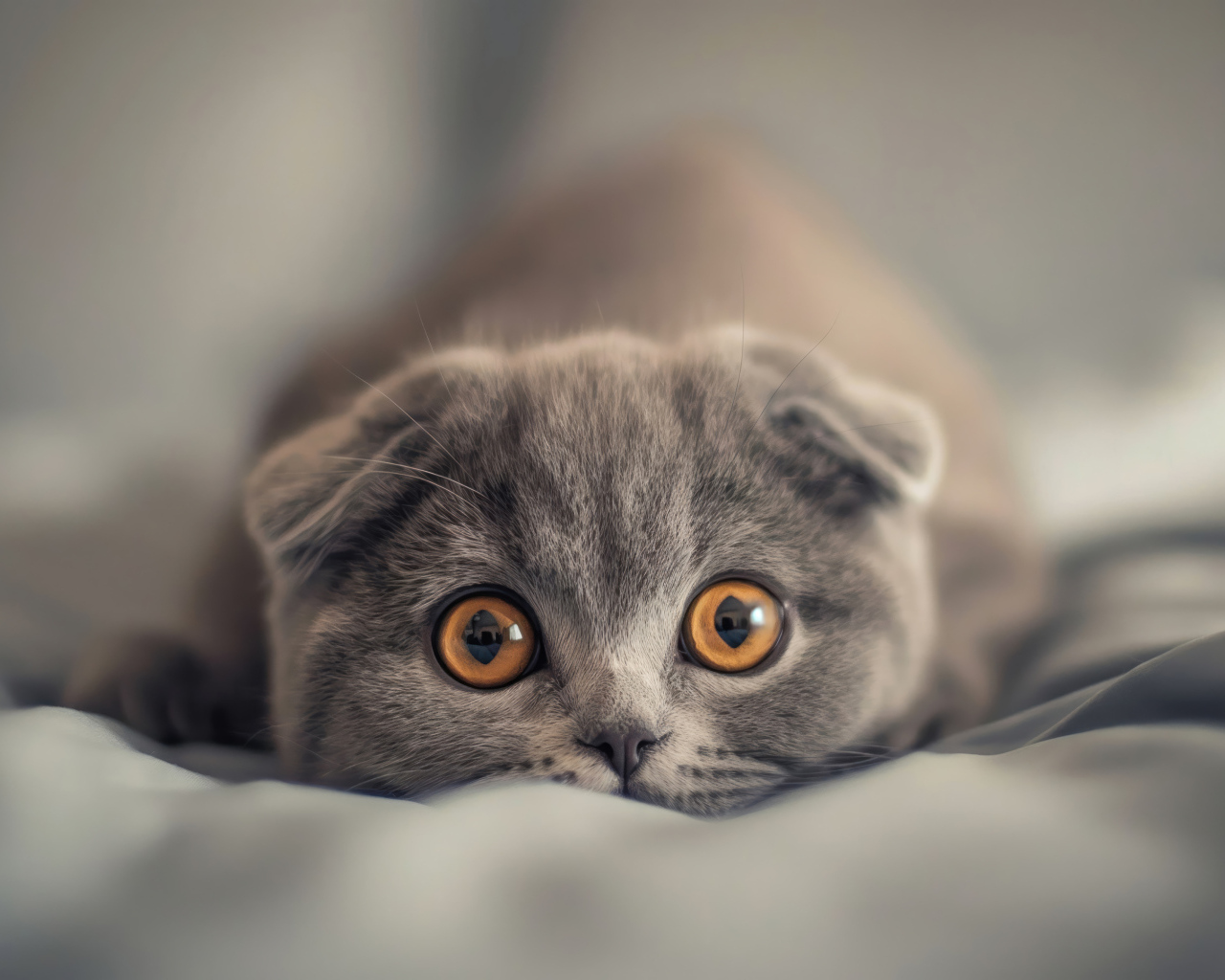 Вислоухий шотландский котенок с коричневыми глазами