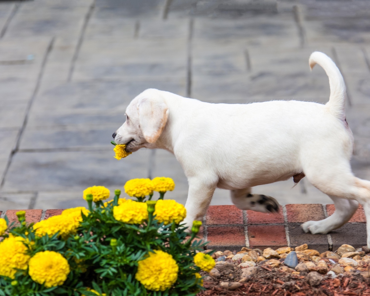 Щенок лабрадора рвет цветы на клумбе