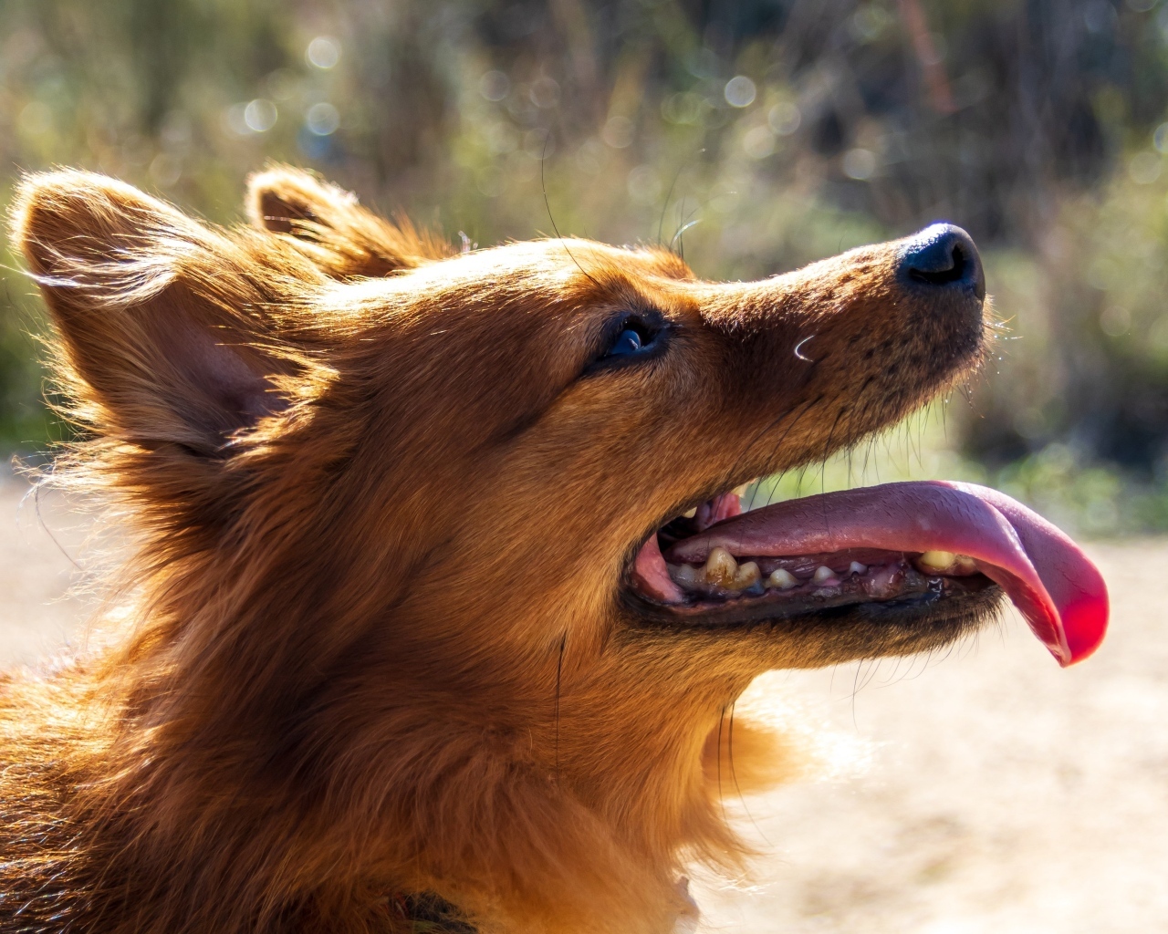 Рыжий довольный пес с длинным языком