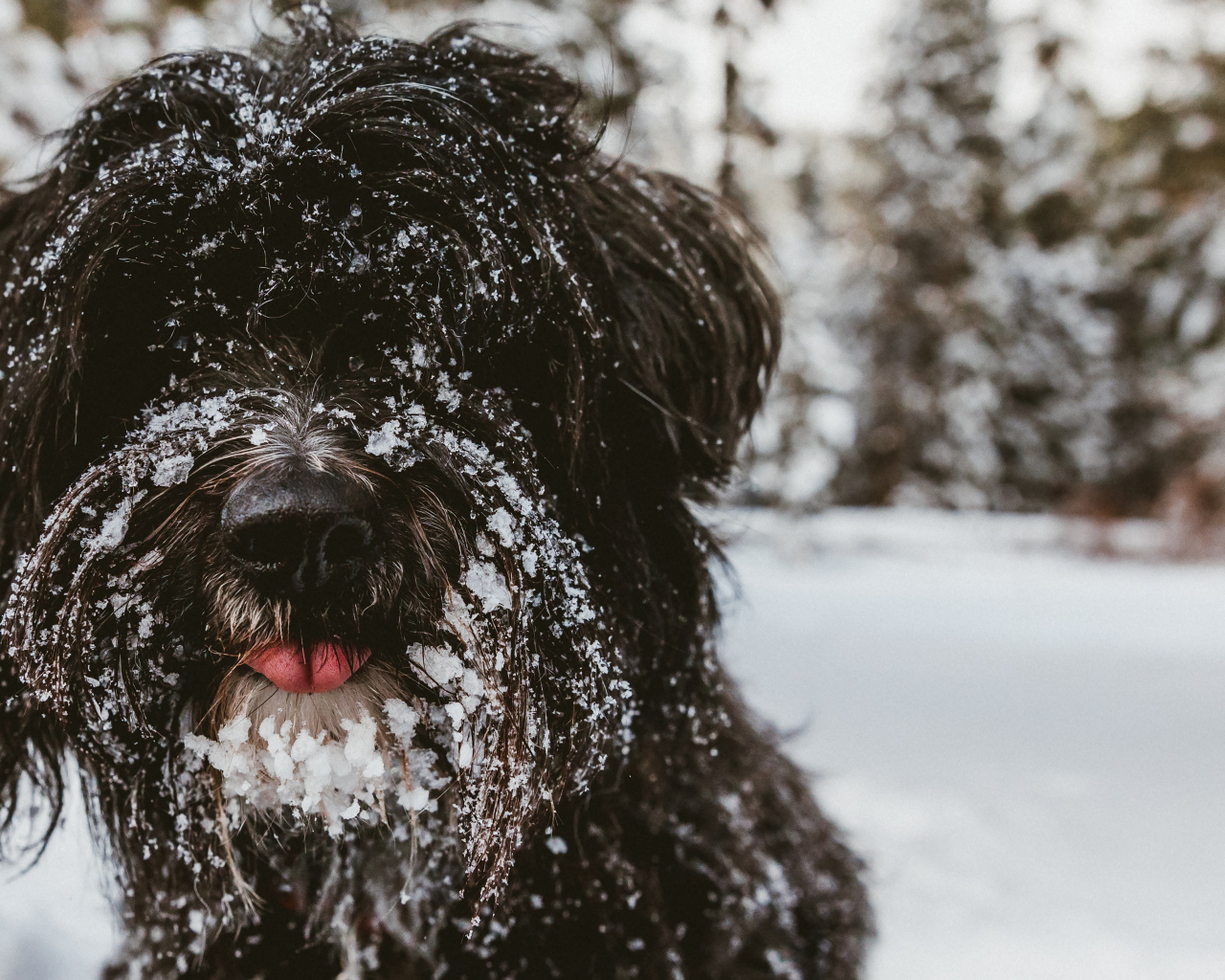 Лохматый породистый пес в снегу