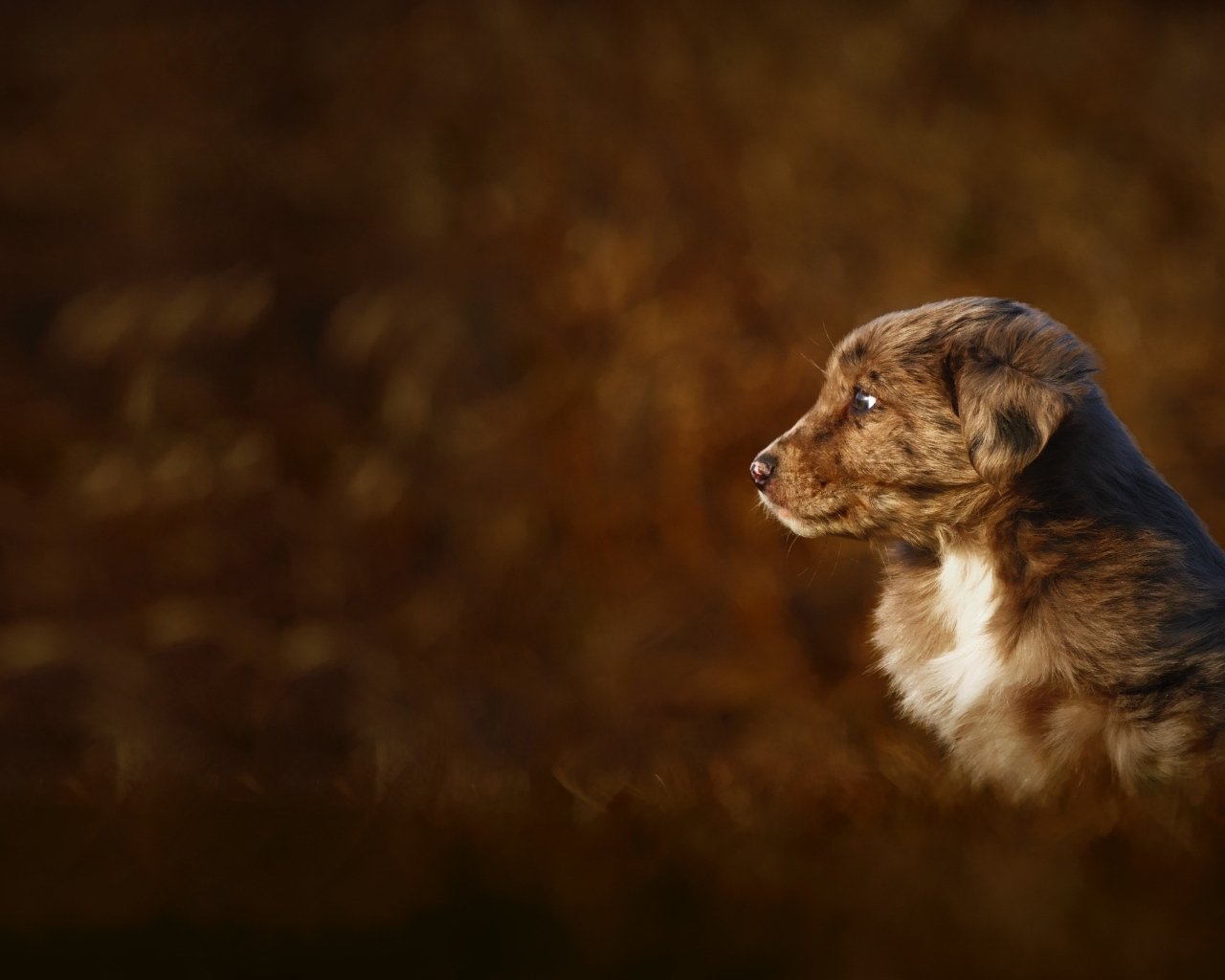 Маленький коричневый щенок крупным планом