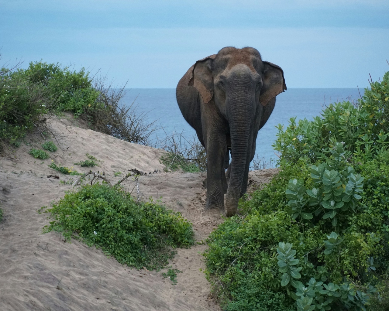 Большой серый слон идет по песку у воды