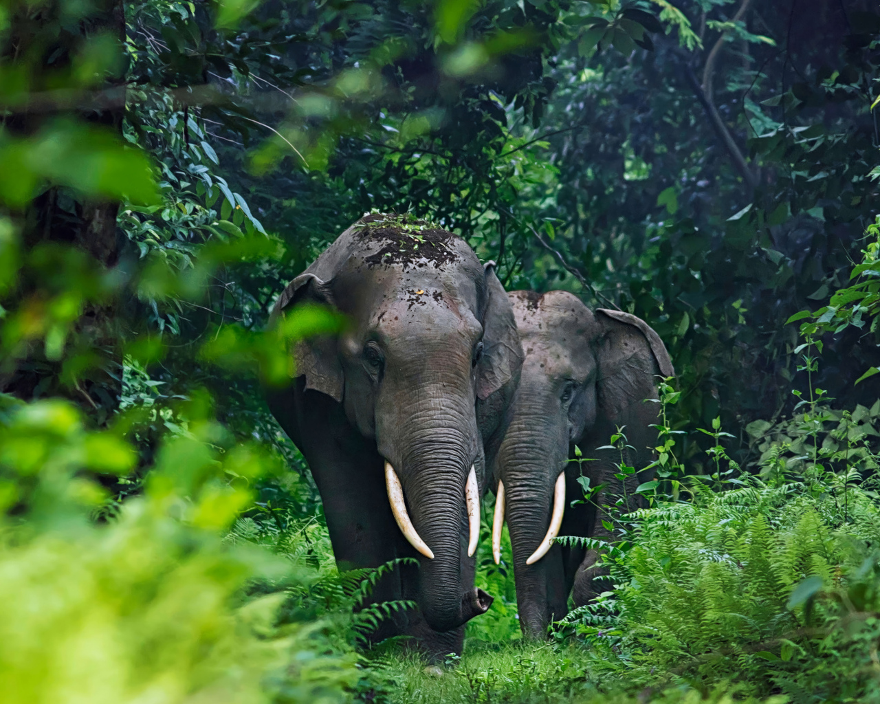 Два больших серых слона в тропических зарослях