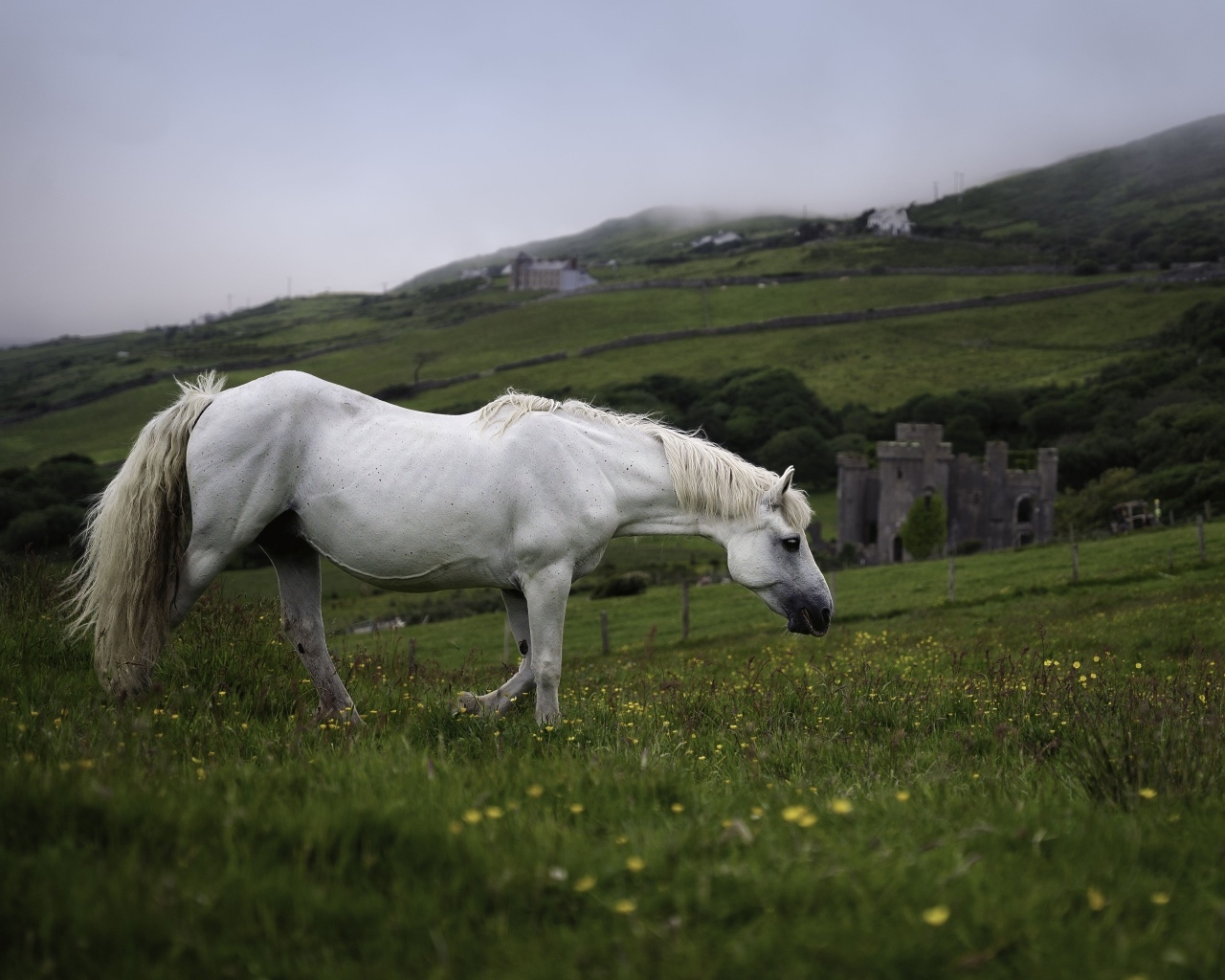 Большой белый конь пасется на зеленой траве