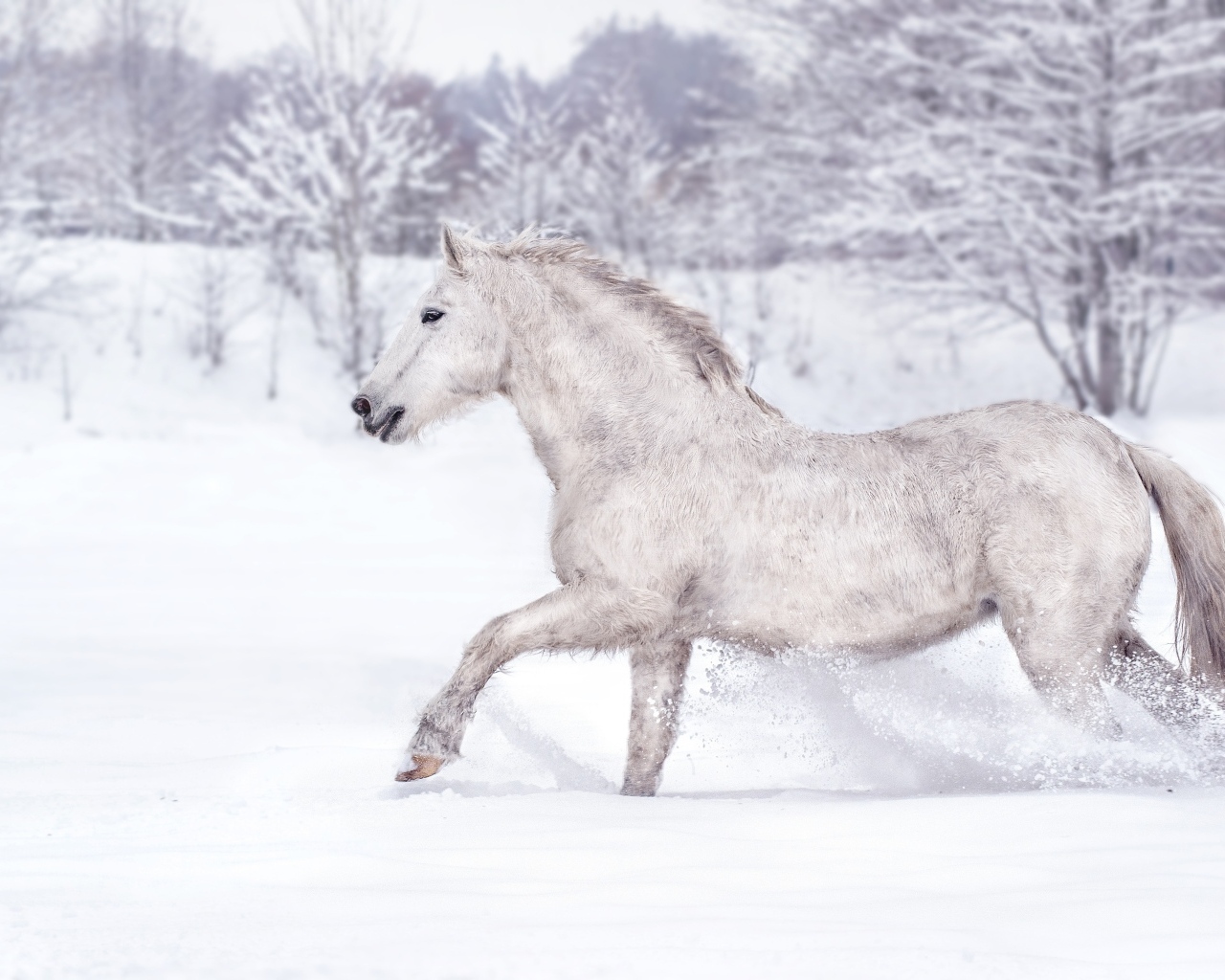 Белый конь скачет по белому снегу