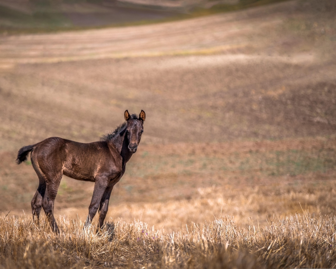 Жеребенок на пастбище 