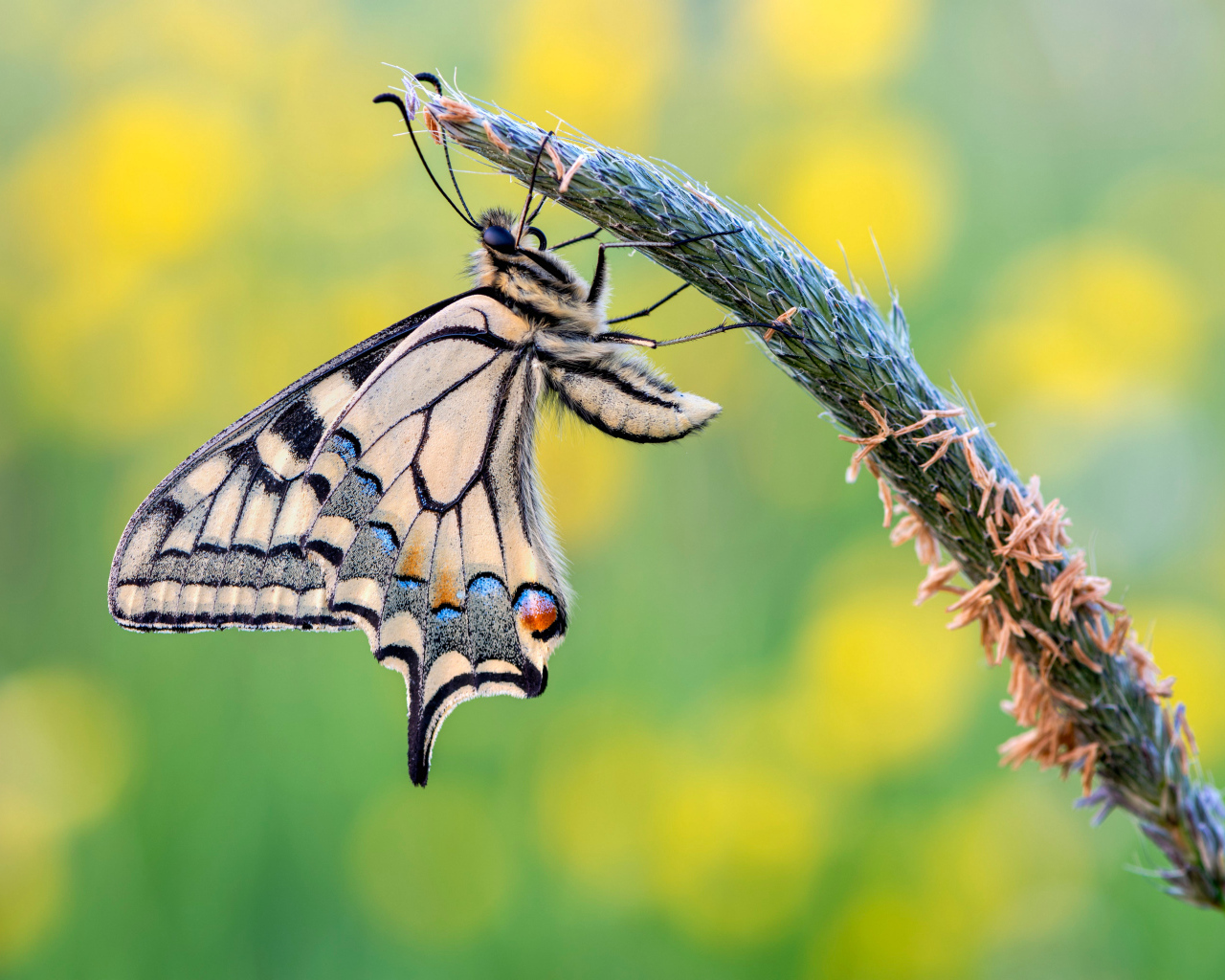 Красивая бабочка махаон сидит на колоске