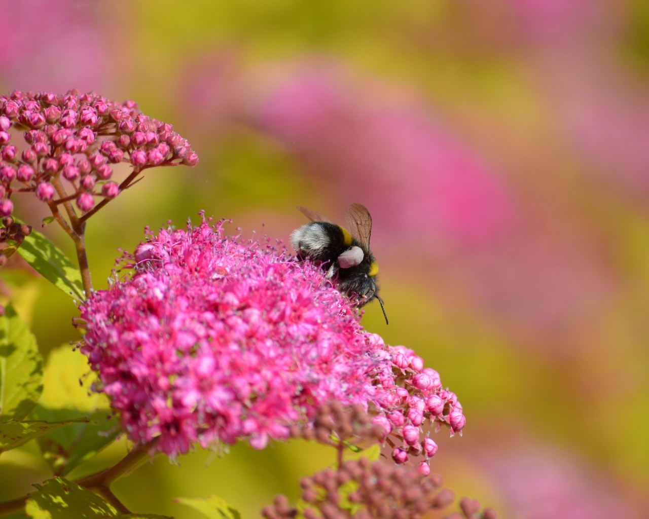 Шмель собирает пыльцу с розовых цветов