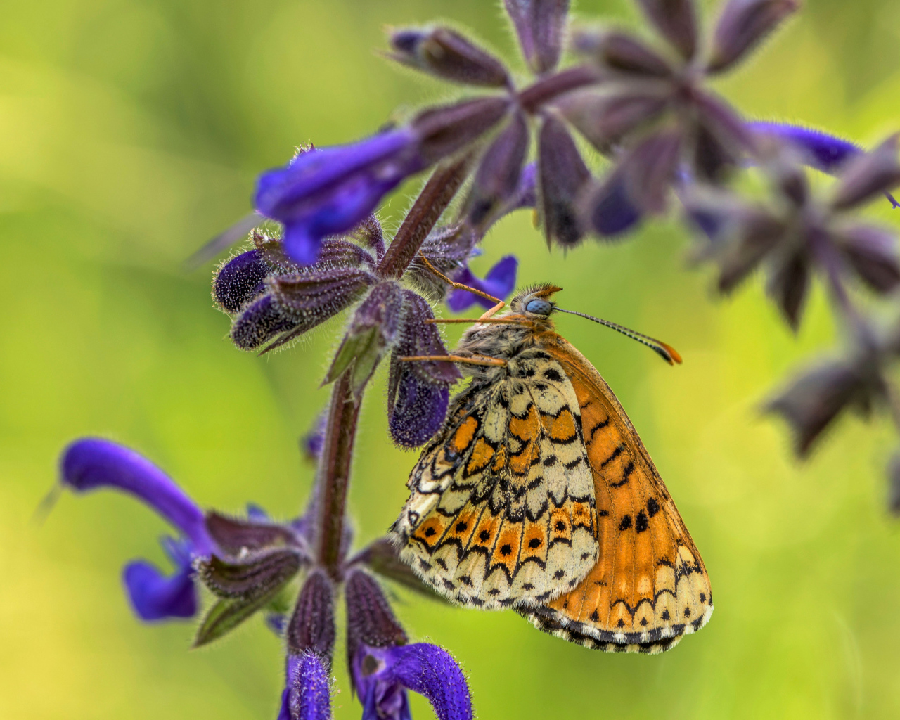 Бабочка висит на ветке  с синими цветами