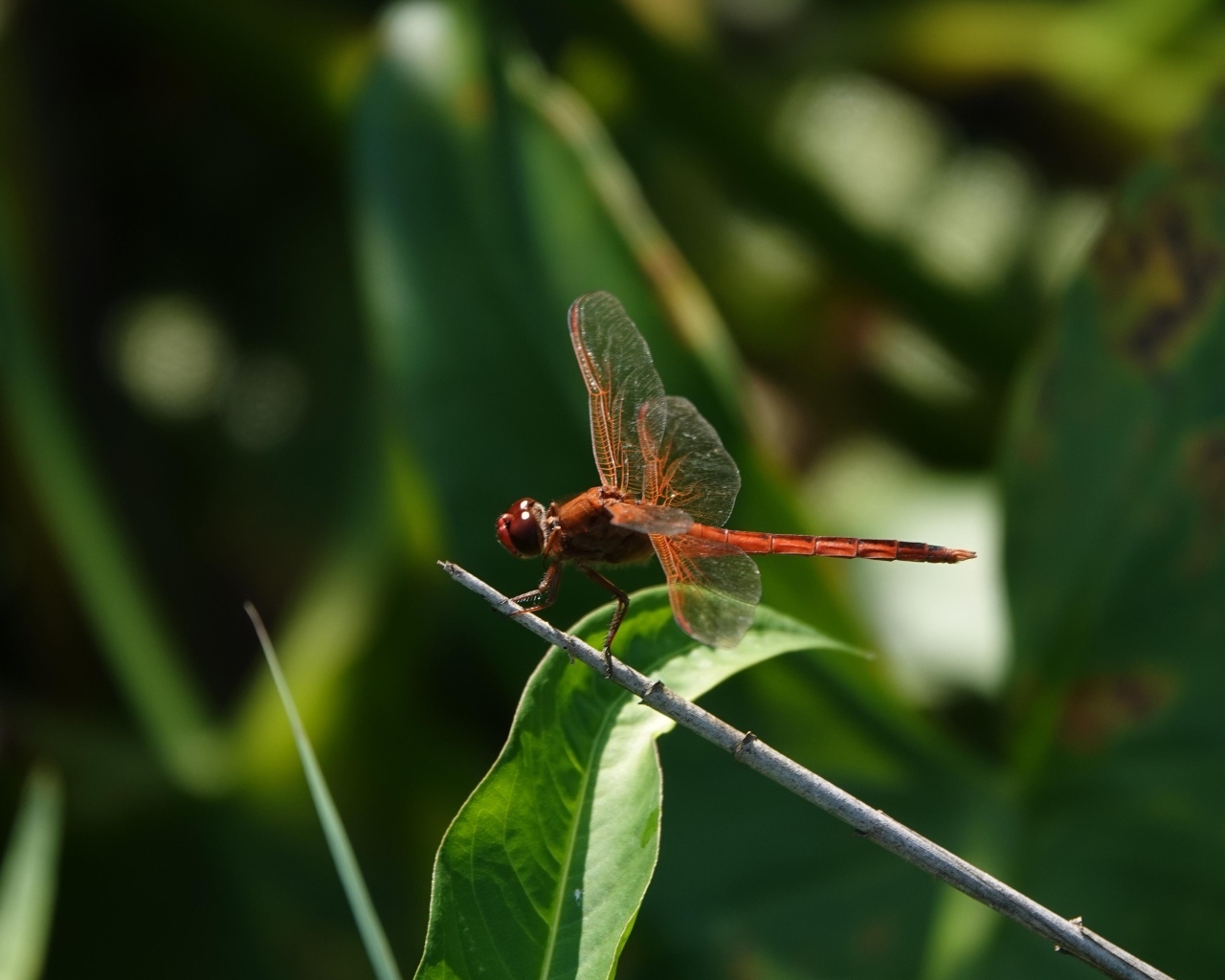 Стрекоза с прозрачными крыльями сидит на ветке