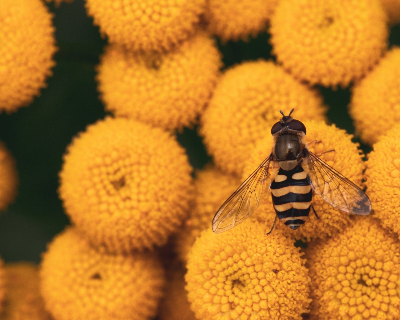 Муха сидит на желтых цветах пижмы