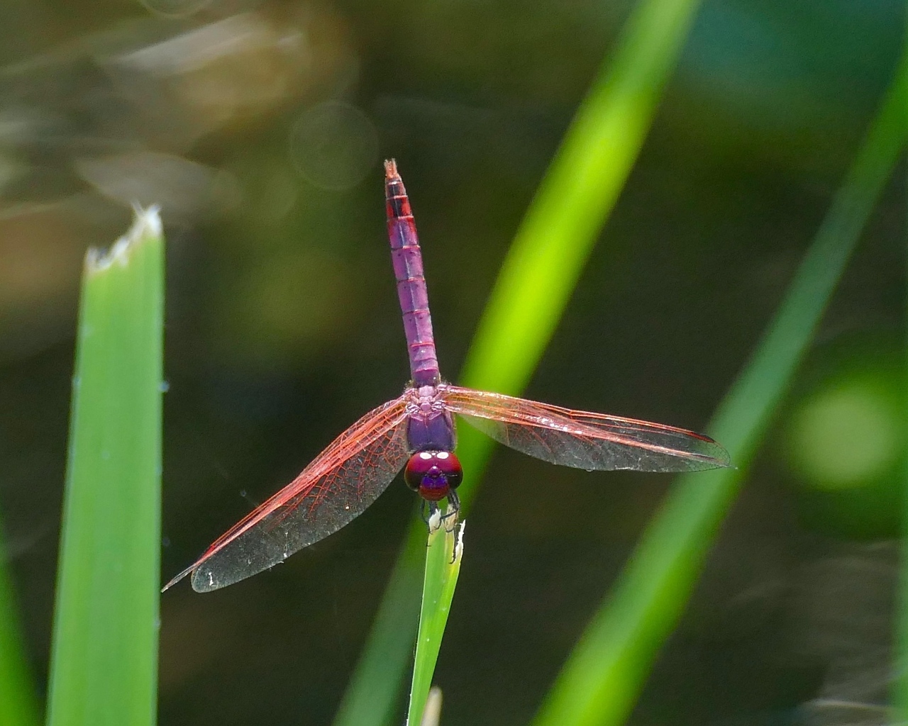 Сиреневая стрекоза сидит на зеленой траве