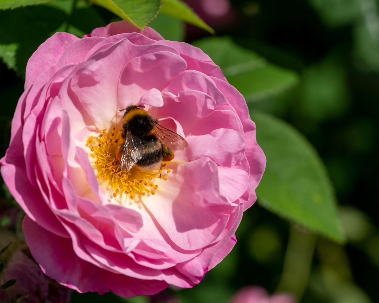 Маленький шмель сидит на розовом цветке розы