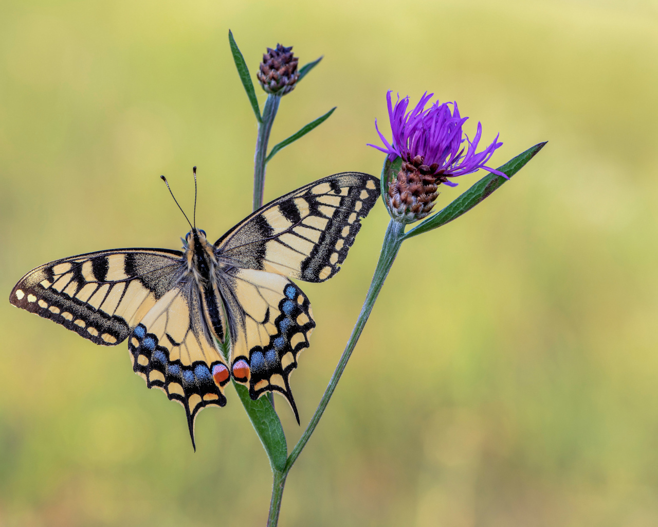 Бабочка махаон сидит на сиреневом цветке