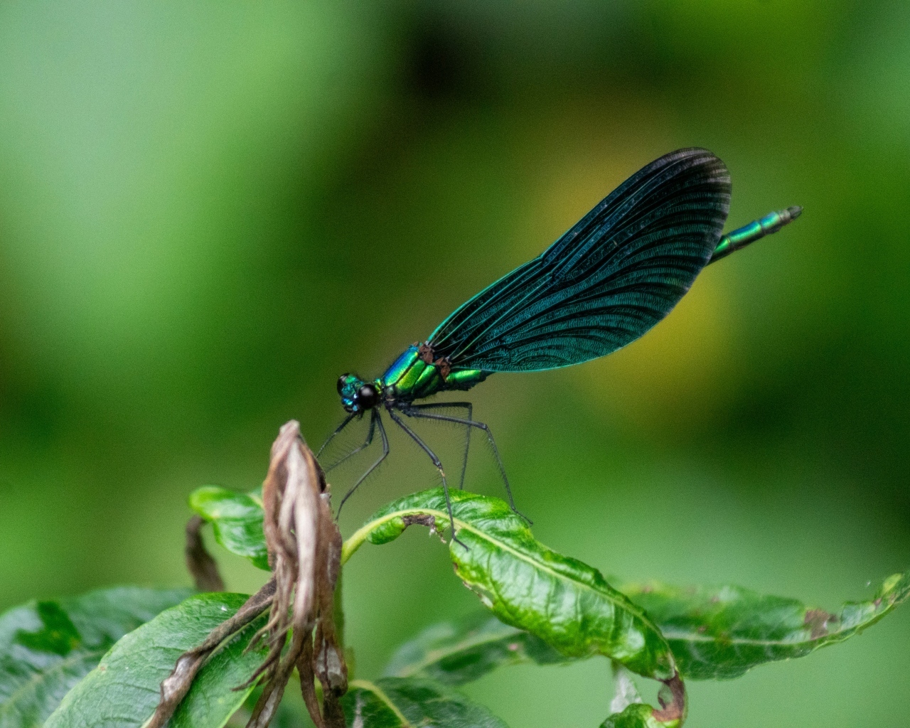 Красивая зеленая стрекоза на листе
