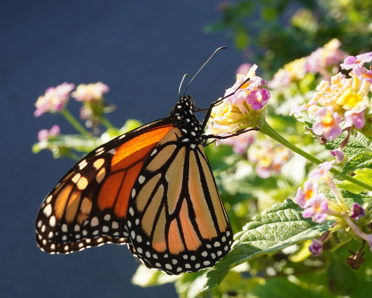 Коричневая бабочка на розовом комнатном цветке