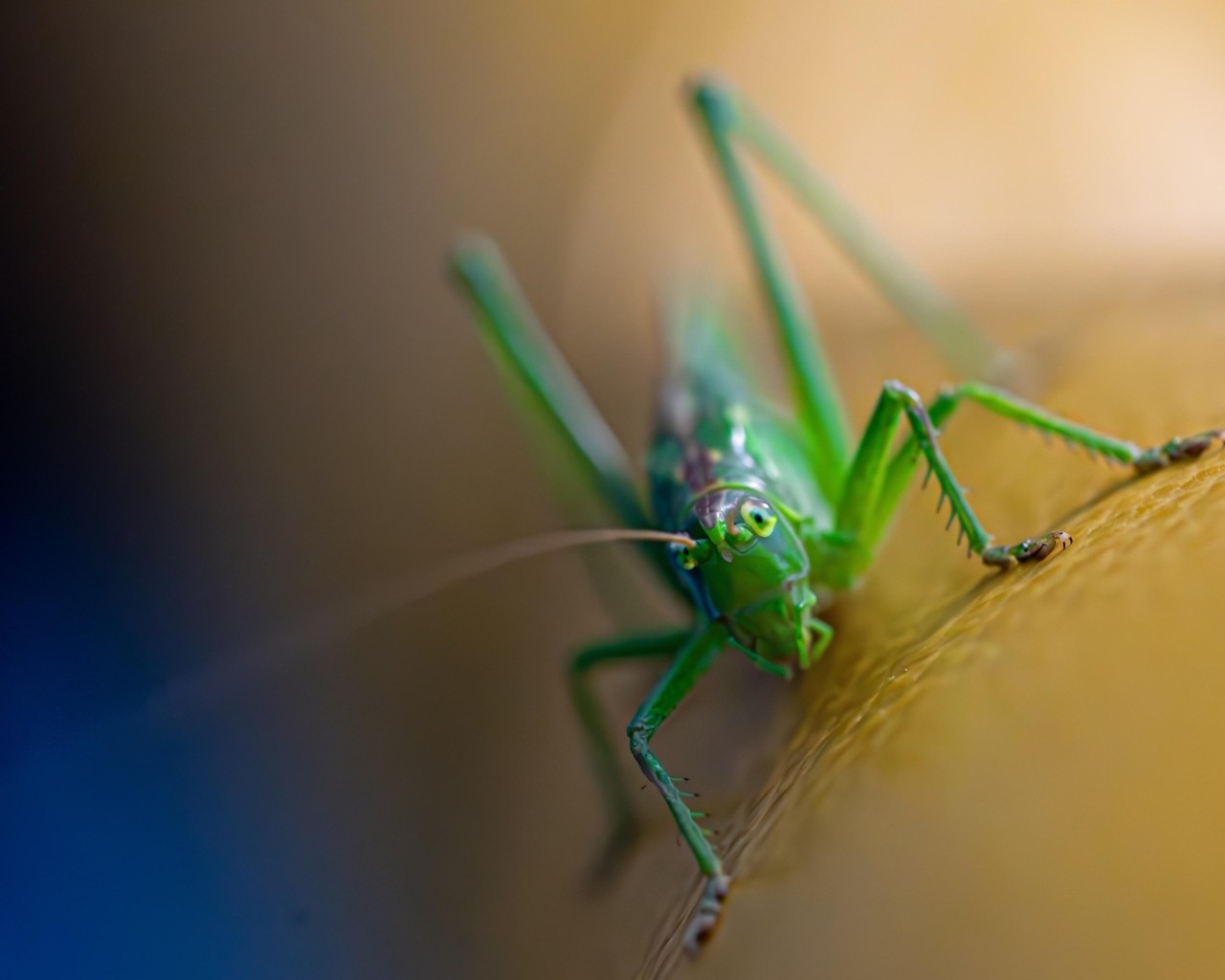Большой зеленый кузнечик крупным планом