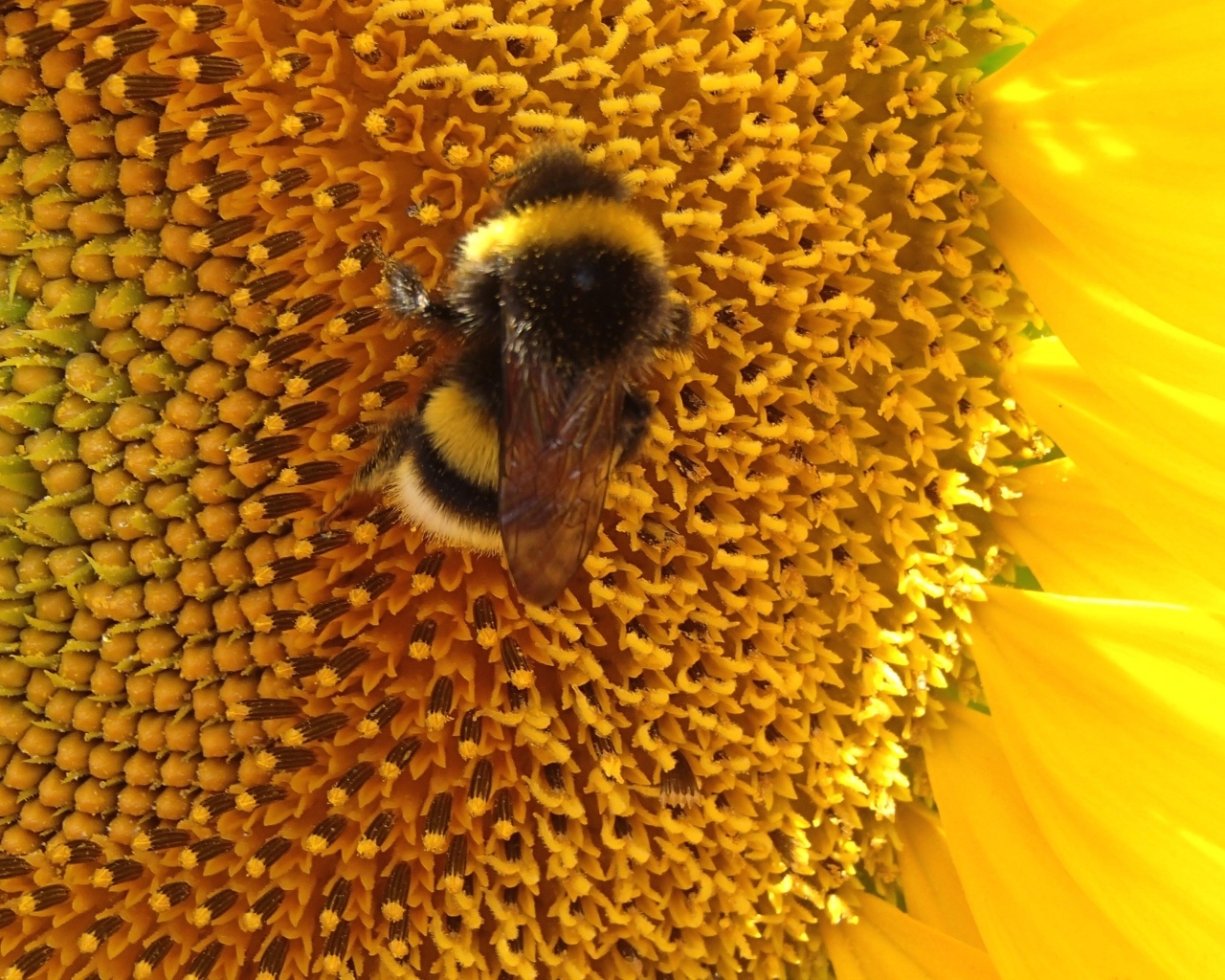 Большой полосатый шмель на цветке подсолнуха