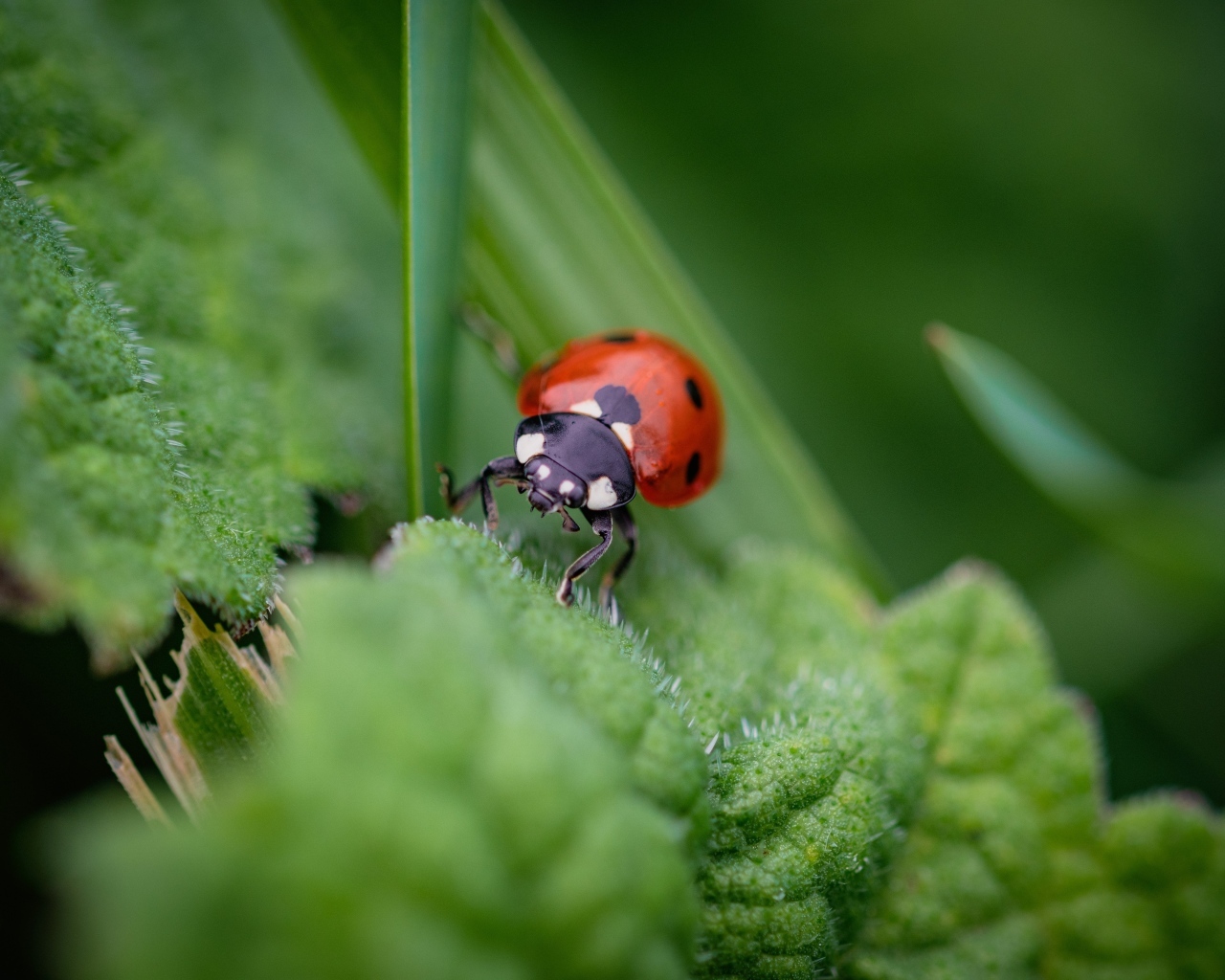 Маленькая божья коровка на зеленом листке