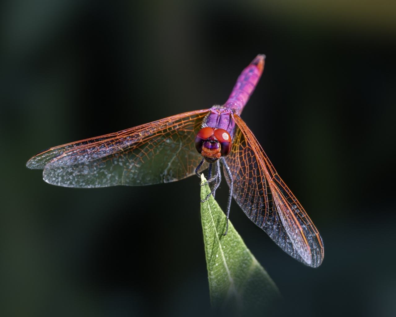 Розовая стрекоза сидит на зеленом листе крупным планом