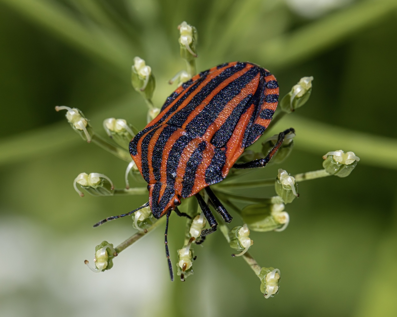 Красный клоп сидит на растении