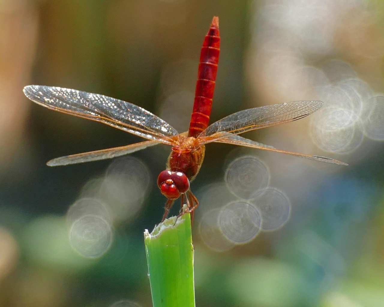 Красная стрекоза с большими крыльями сидит на зеленой траве