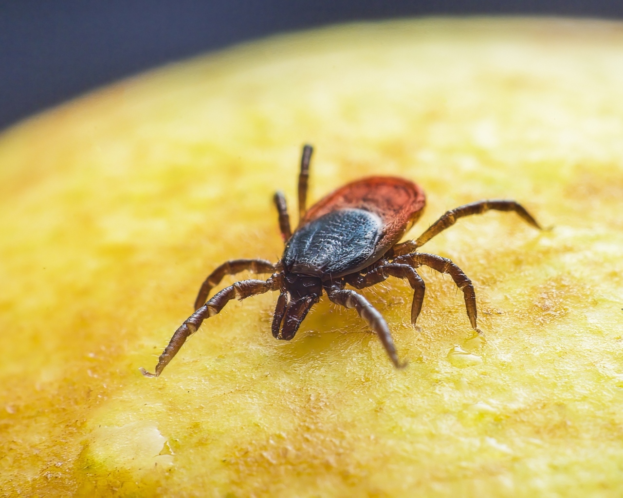 Клещ сидит на желтой поверхности 