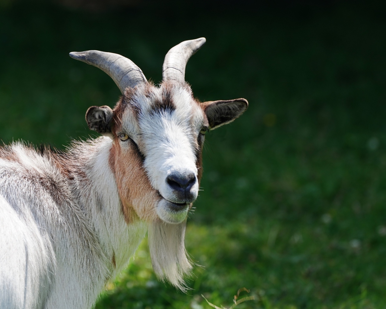 Домашний козел с большой бородой
