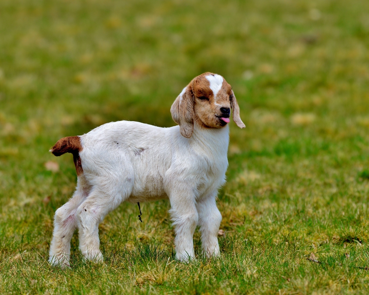 Маленький козленок на зеленой траве