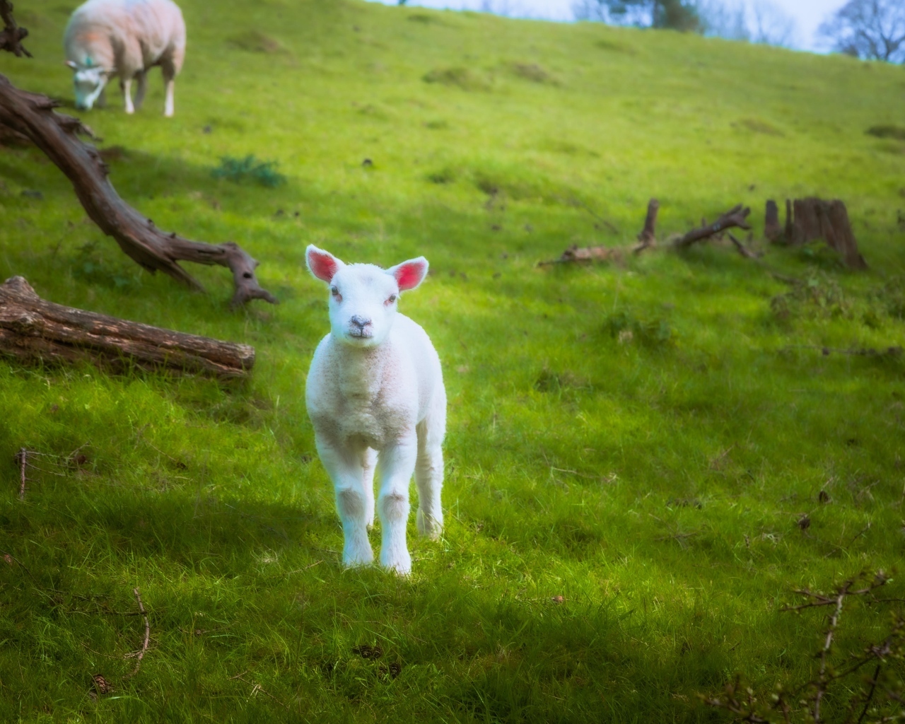 Маленький белый ягненок на зеленой траве