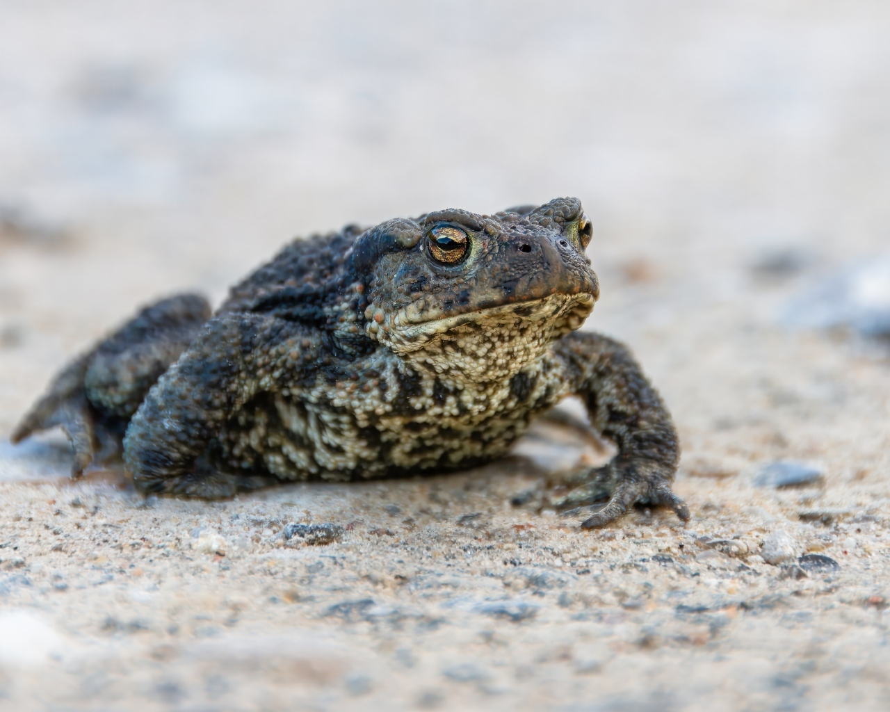 Большая жаба сидит на песке 