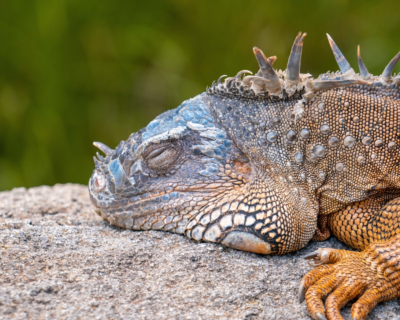 Большая игуана спит на камне