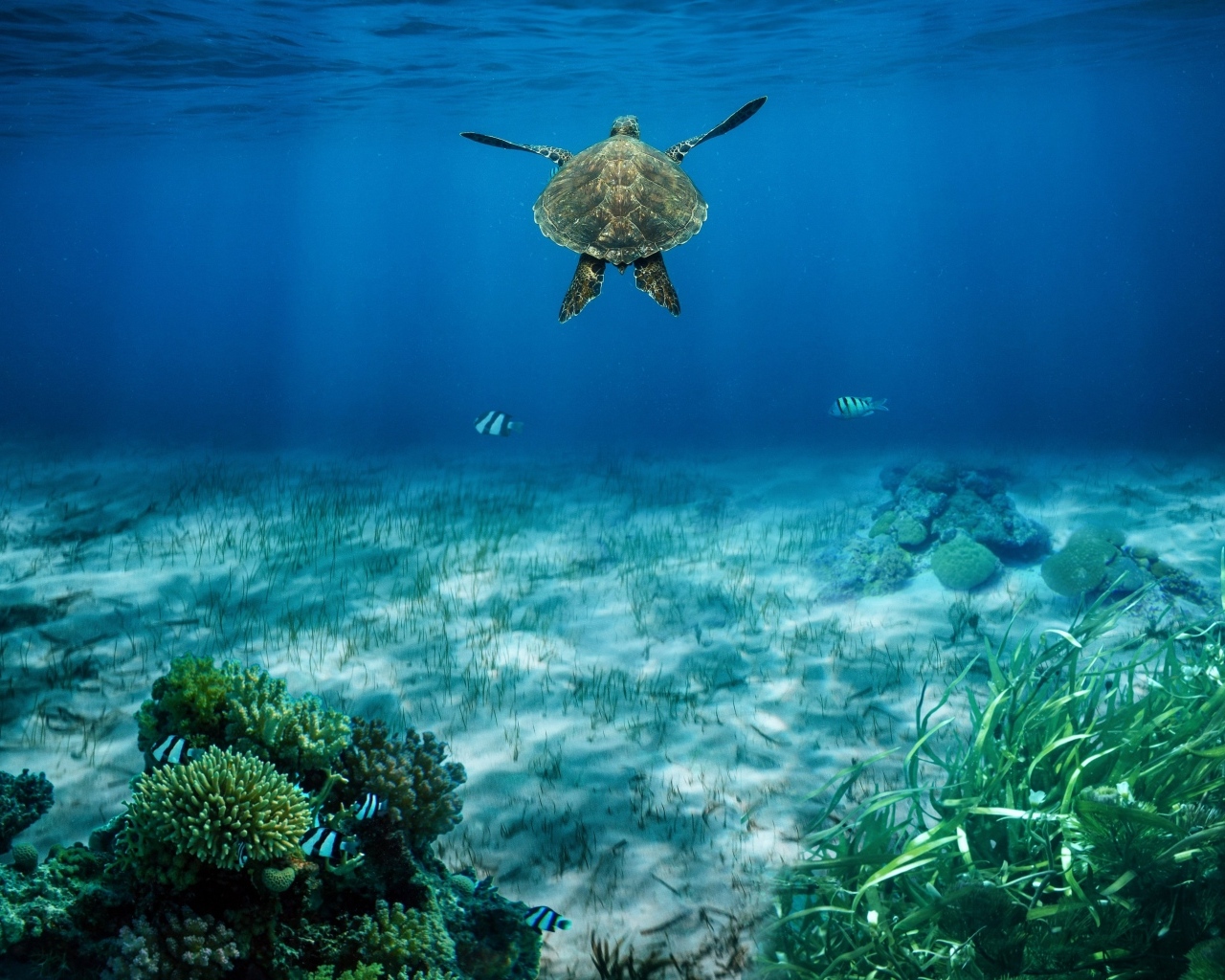 Большая черепаха плывет глубоко под водой