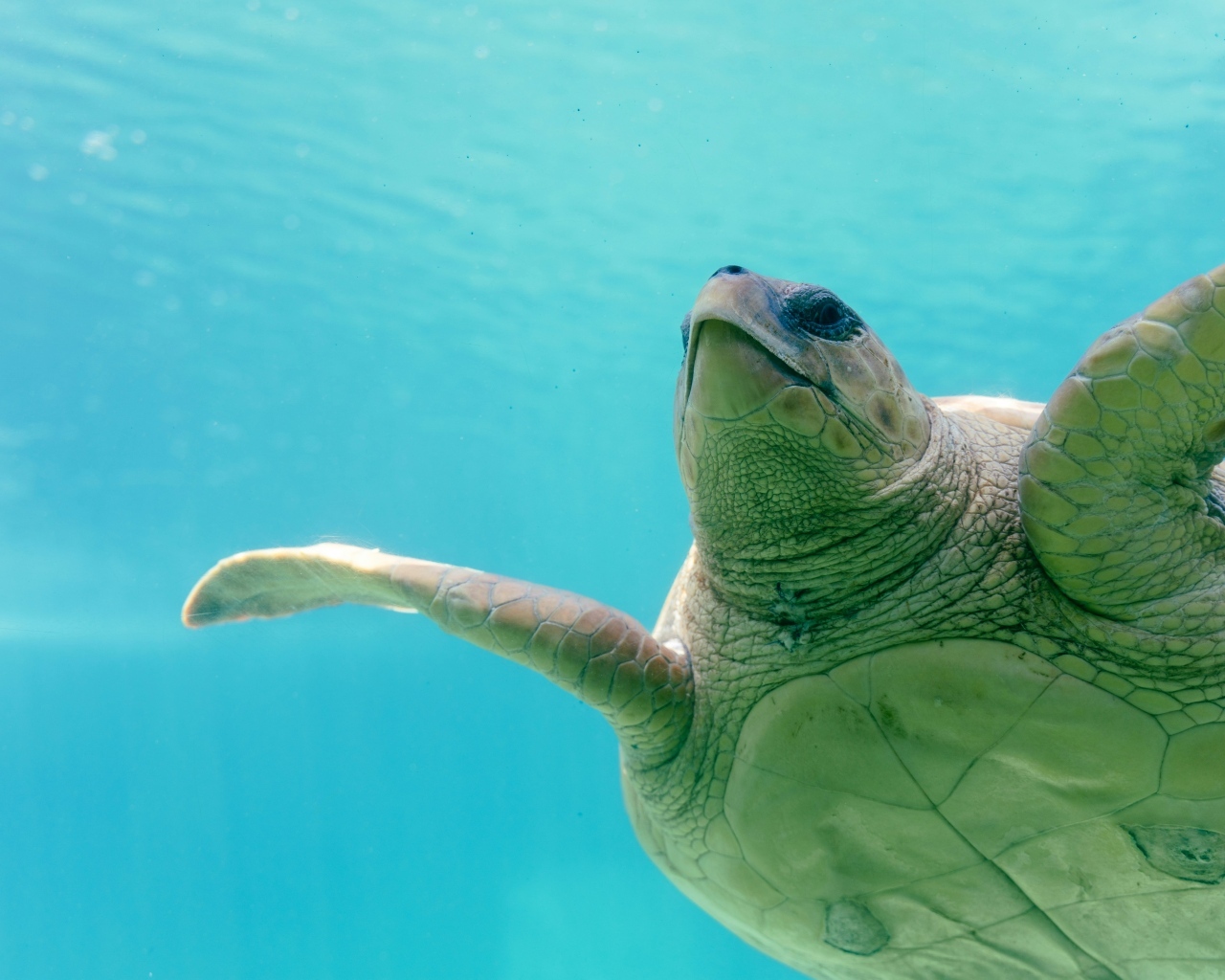 Большая черепаха плывет под водой