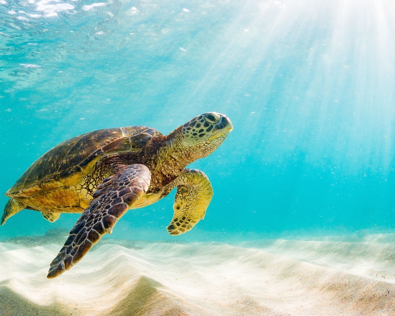 Большая черепаха плывет под водой в море