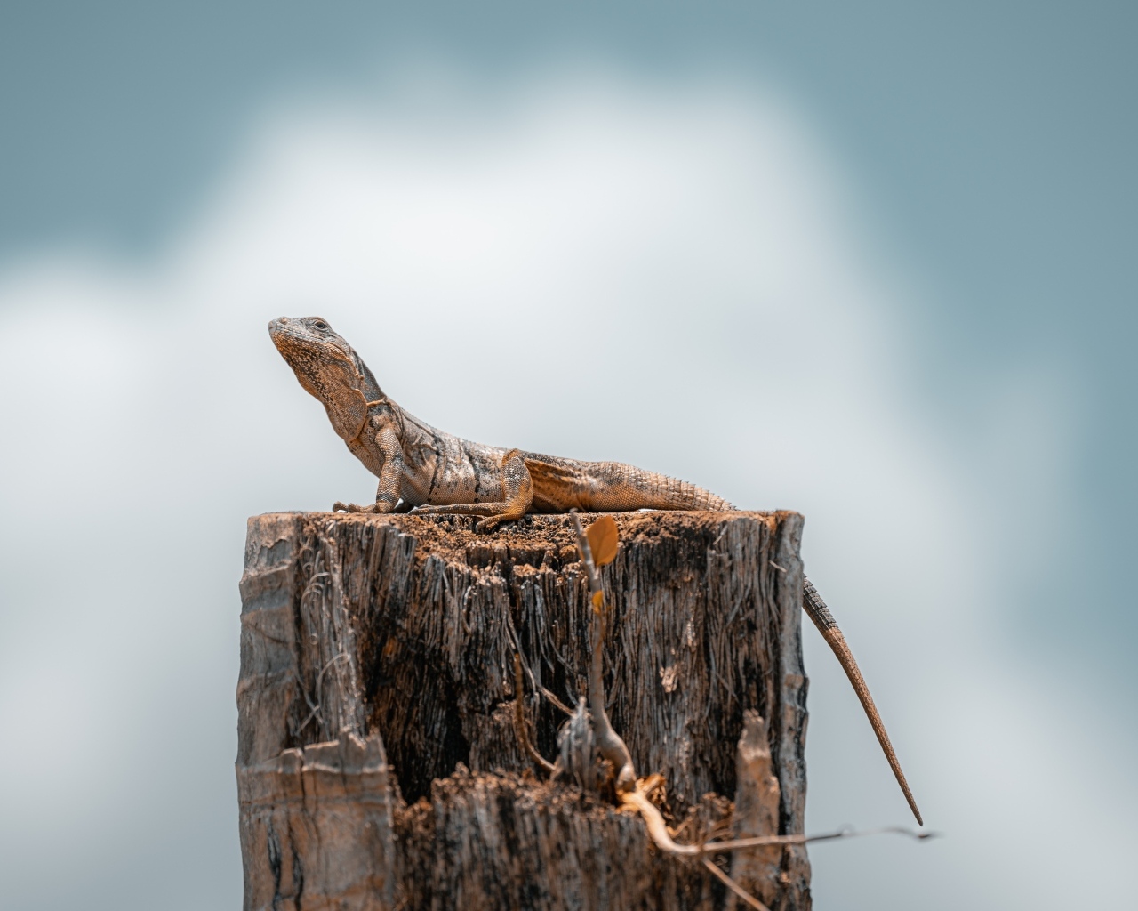 Ящерица сидит на сухом пне